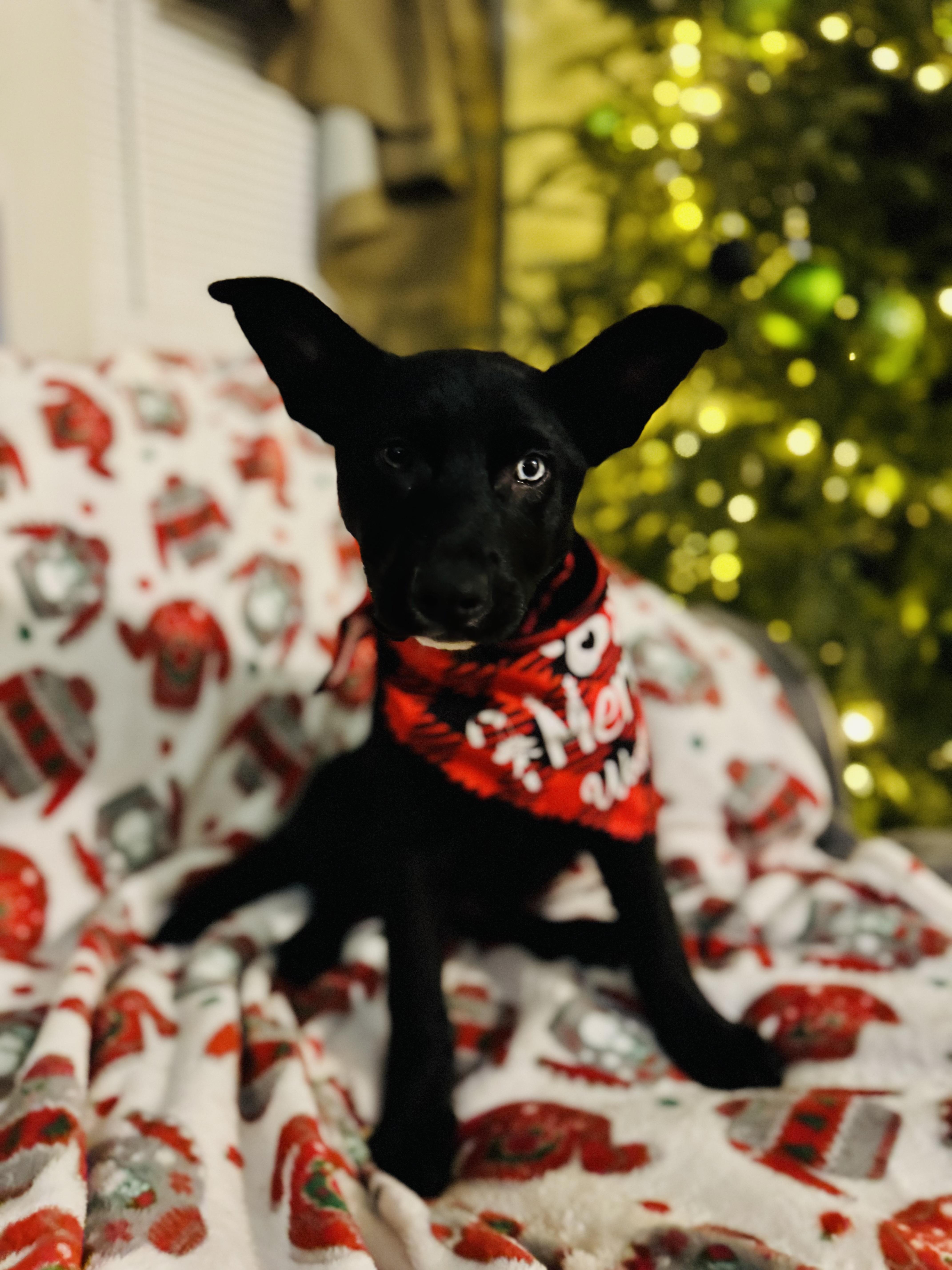 Enlarge Xena , a ADOPTABLE mixed breed in Albemarle, NC image 1/2