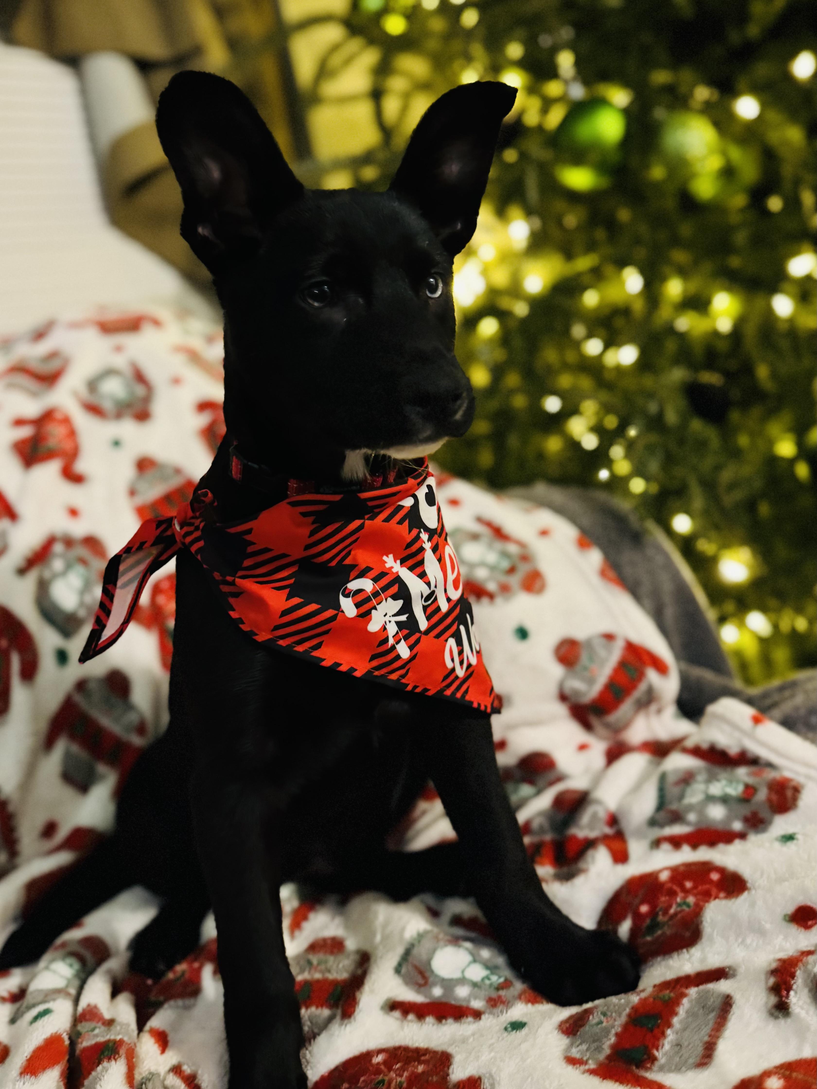 Enlarge Xena , a ADOPTABLE mixed breed in Albemarle, NC image 2/2