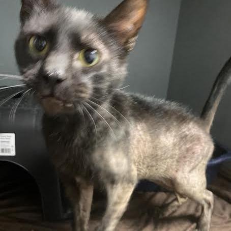 Patches, Adoptable, Young Male Domestic Short Hair.