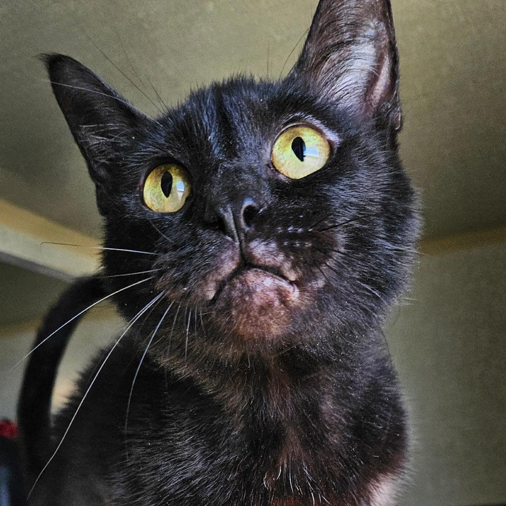 Enlarge Patches, a Adoptable Domestic Short Hair in Independence, KS image 2/2