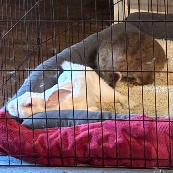 Enlarge The Mags Fund, a Adoptable New Zealand in Little Rock, AR image 1/1