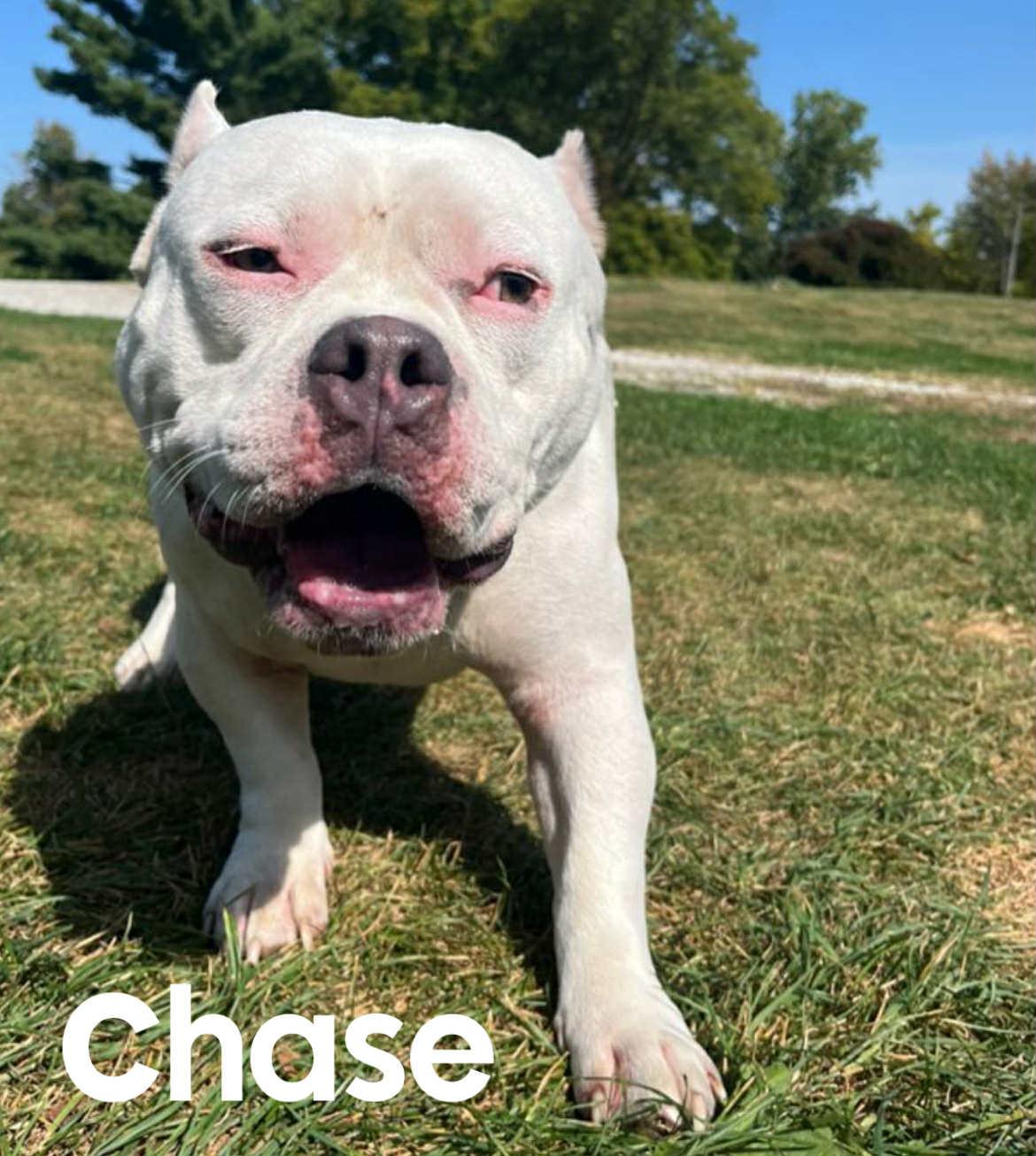 Chase