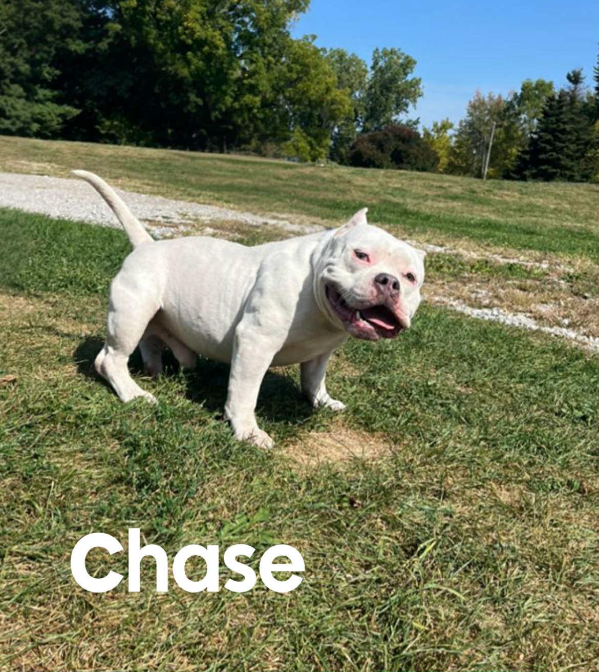 Chase