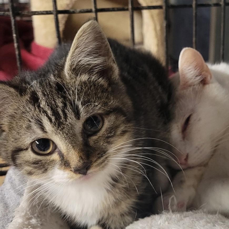 Hannah, Adoptable, Kitten Female Domestic Short Hair.