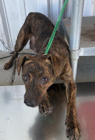 Mila - URGENT!, Adoptable, Adult Female Plott Hound & Pit Bull Terrier.