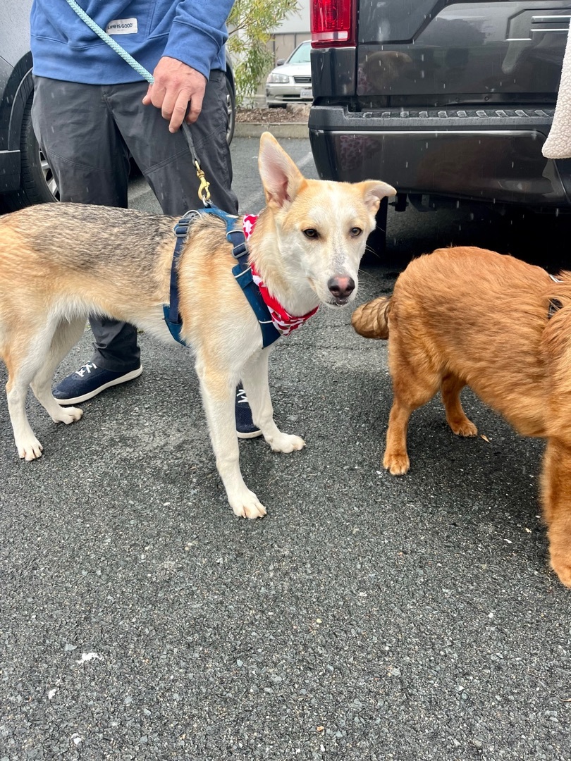 Sage, an adoptable Shepherd in Concord, CA, 94518 | Photo Image 4