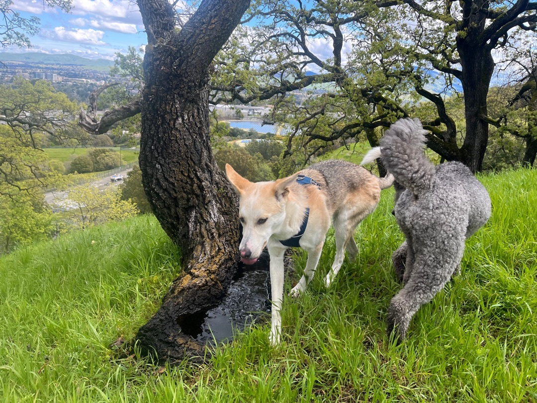Sage, an adoptable Shepherd in Concord, CA, 94518 | Photo Image 6