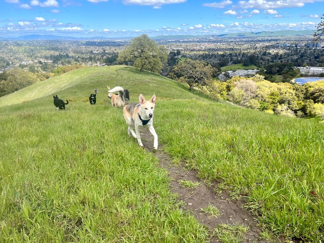 Sage, an adoptable Shepherd in Concord, CA, 94518 | Photo Image 5