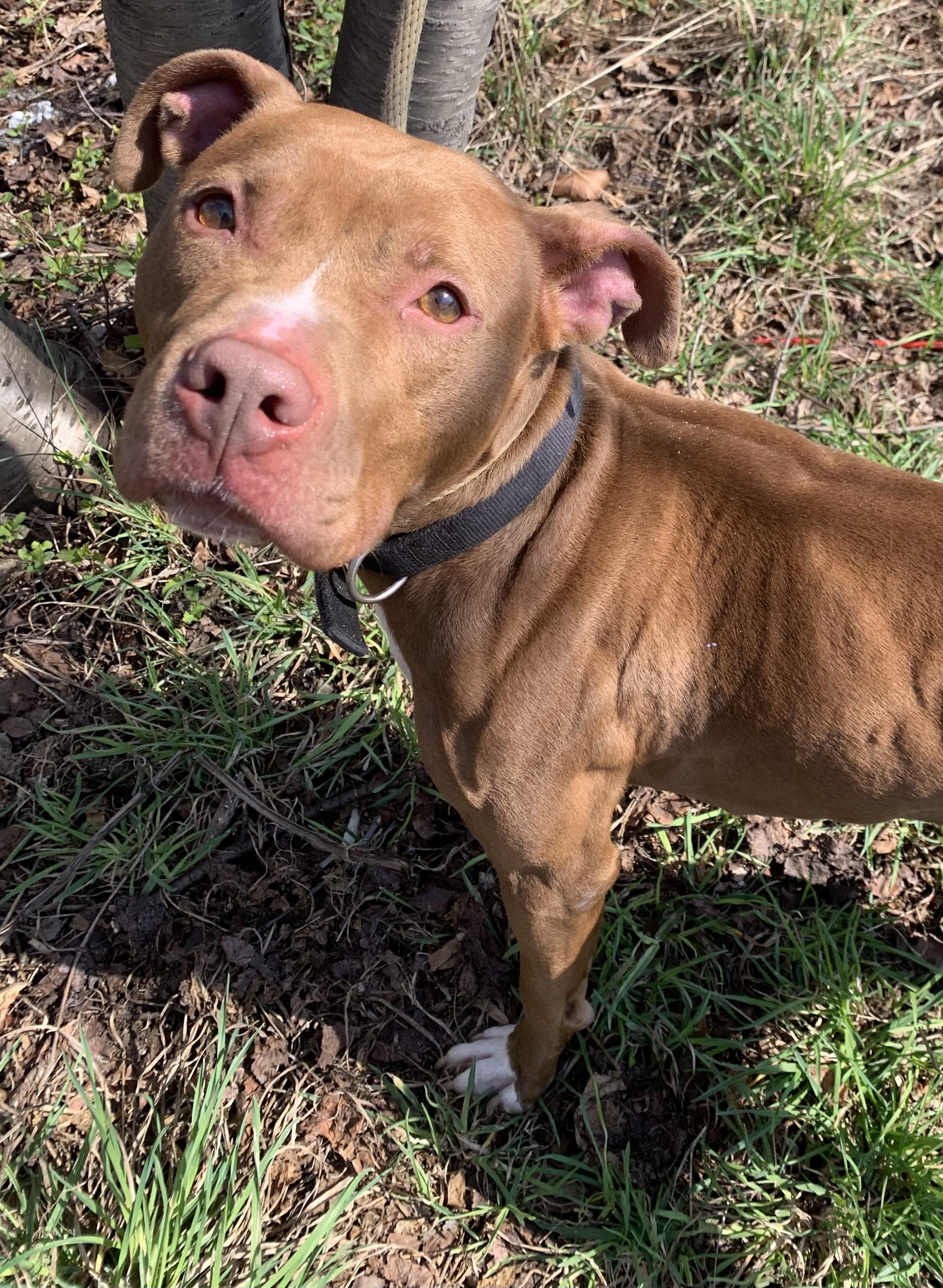 Enlarge Eliza, a ADOPTABLE Mixed Breed in McKeesport, PA image 4/6