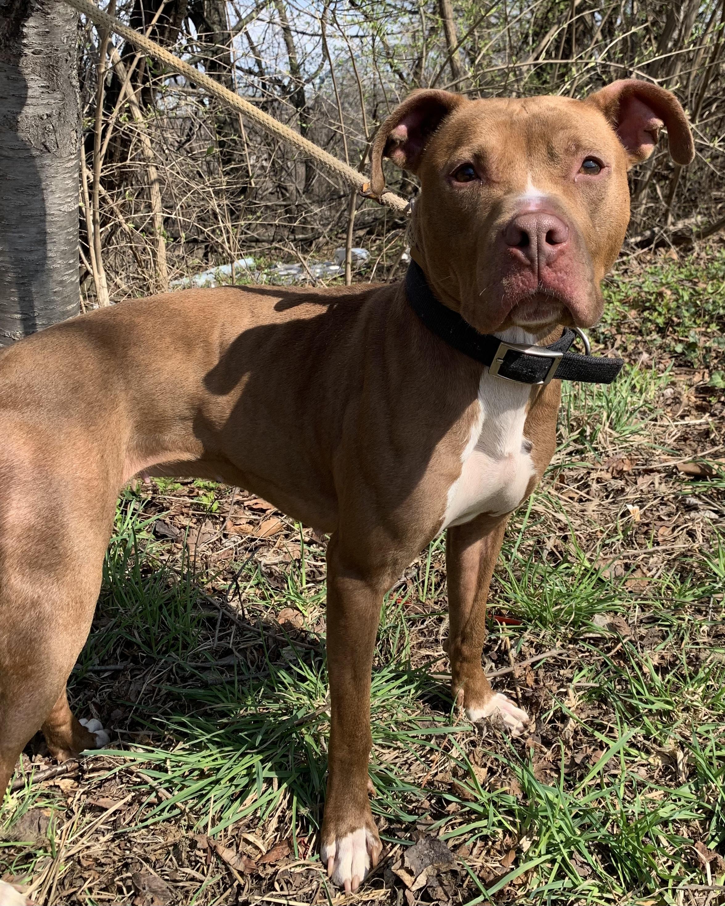 Enlarge Eliza, a ADOPTABLE Mixed Breed in McKeesport, PA image 2/6