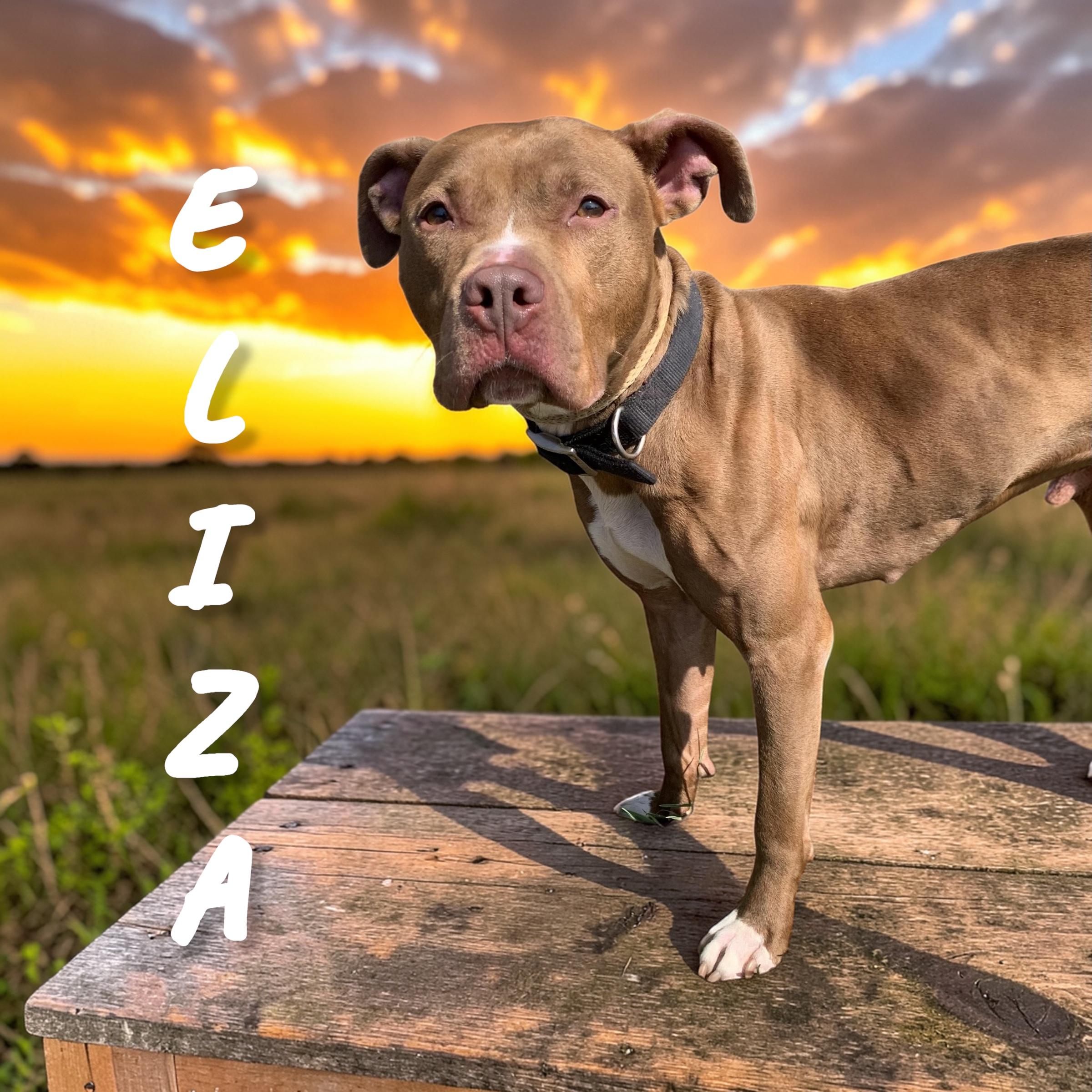 Eliza, ADOPTABLE, Young Female Mixed Breed.
