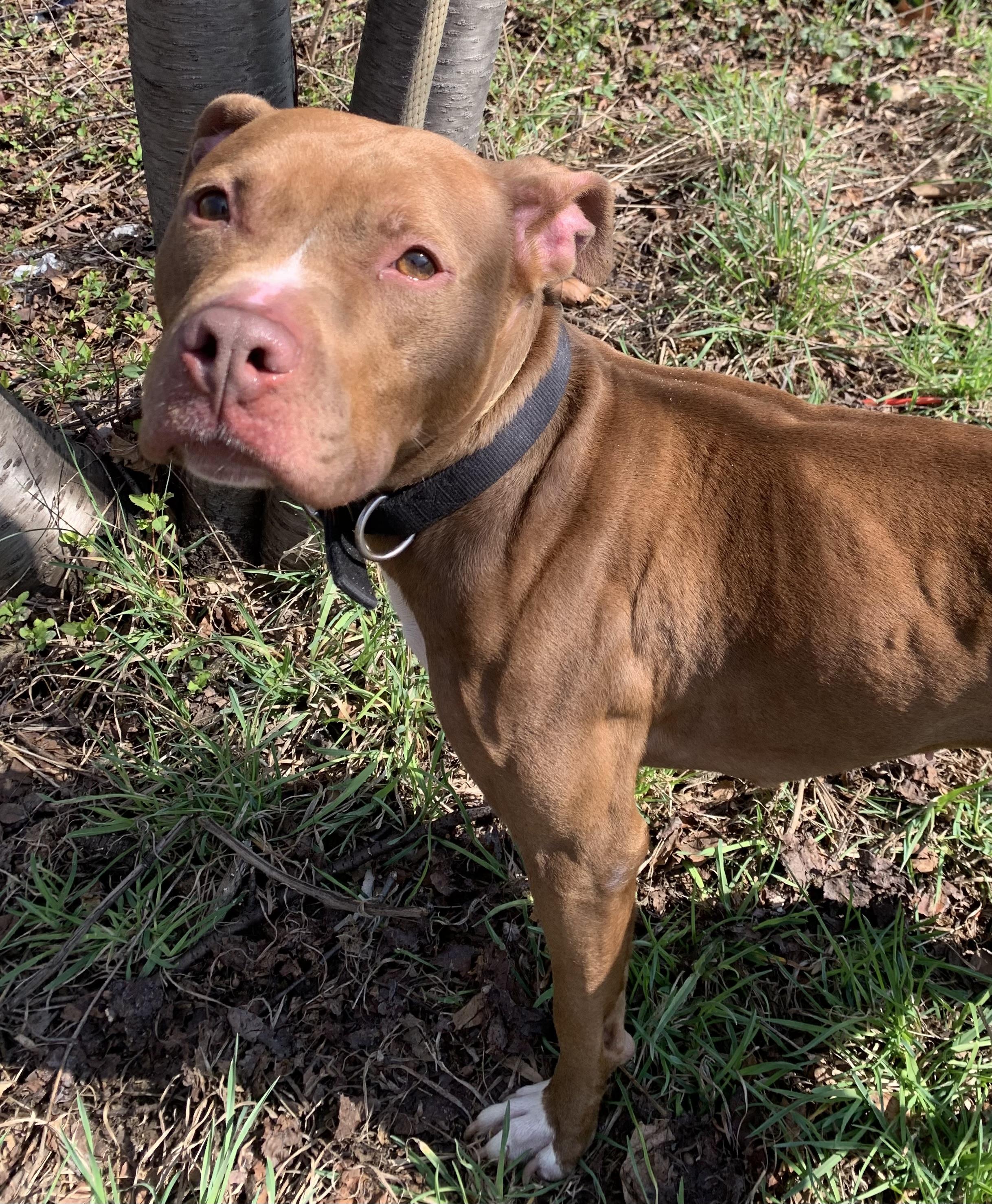 Enlarge Eliza, a ADOPTABLE Mixed Breed in McKeesport, PA image 5/6