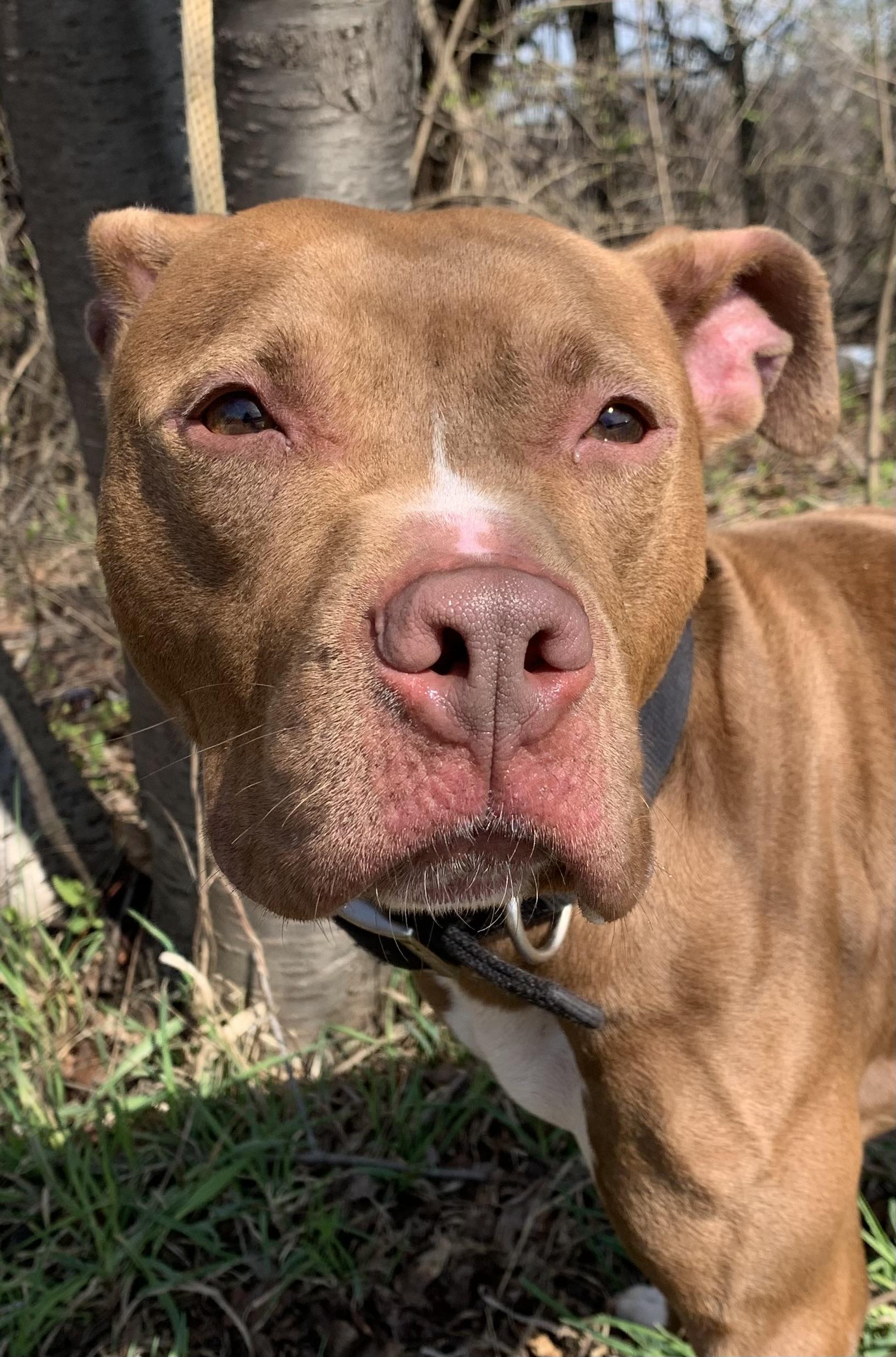 Enlarge Eliza, a ADOPTABLE Mixed Breed in McKeesport, PA image 6/6