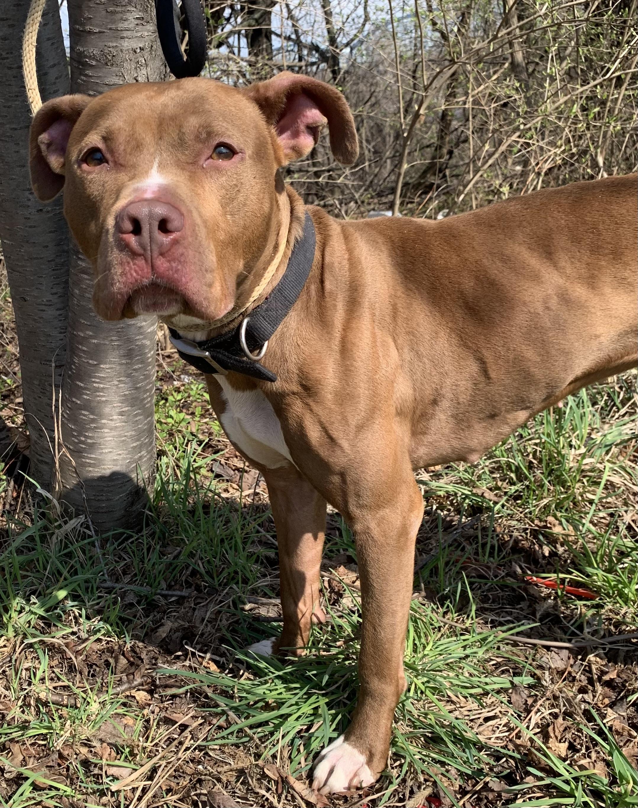 Enlarge Eliza, a ADOPTABLE Mixed Breed in McKeesport, PA image 3/6