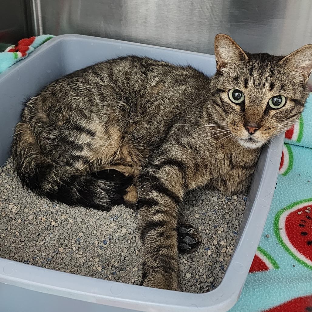 Enlarge Chowder, a Adoptable Domestic Short Hair in Dixon, IL image 1/1
