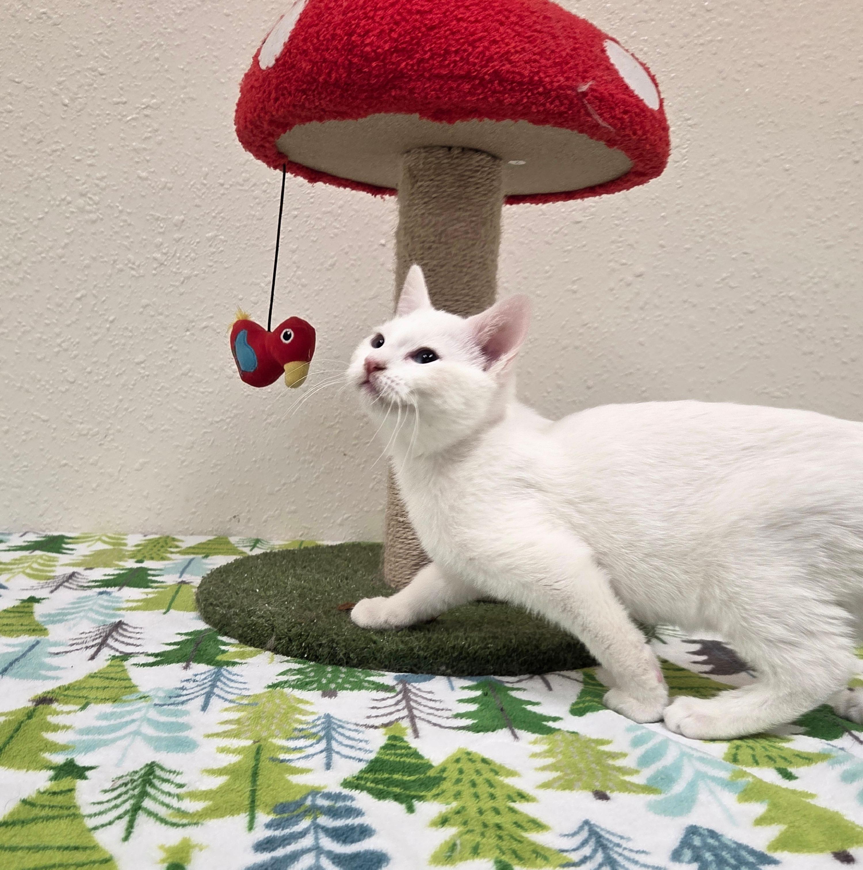 Enlarge Mortimer, an adopted Domestic Short Hair in Red Wing, MN image 3/3