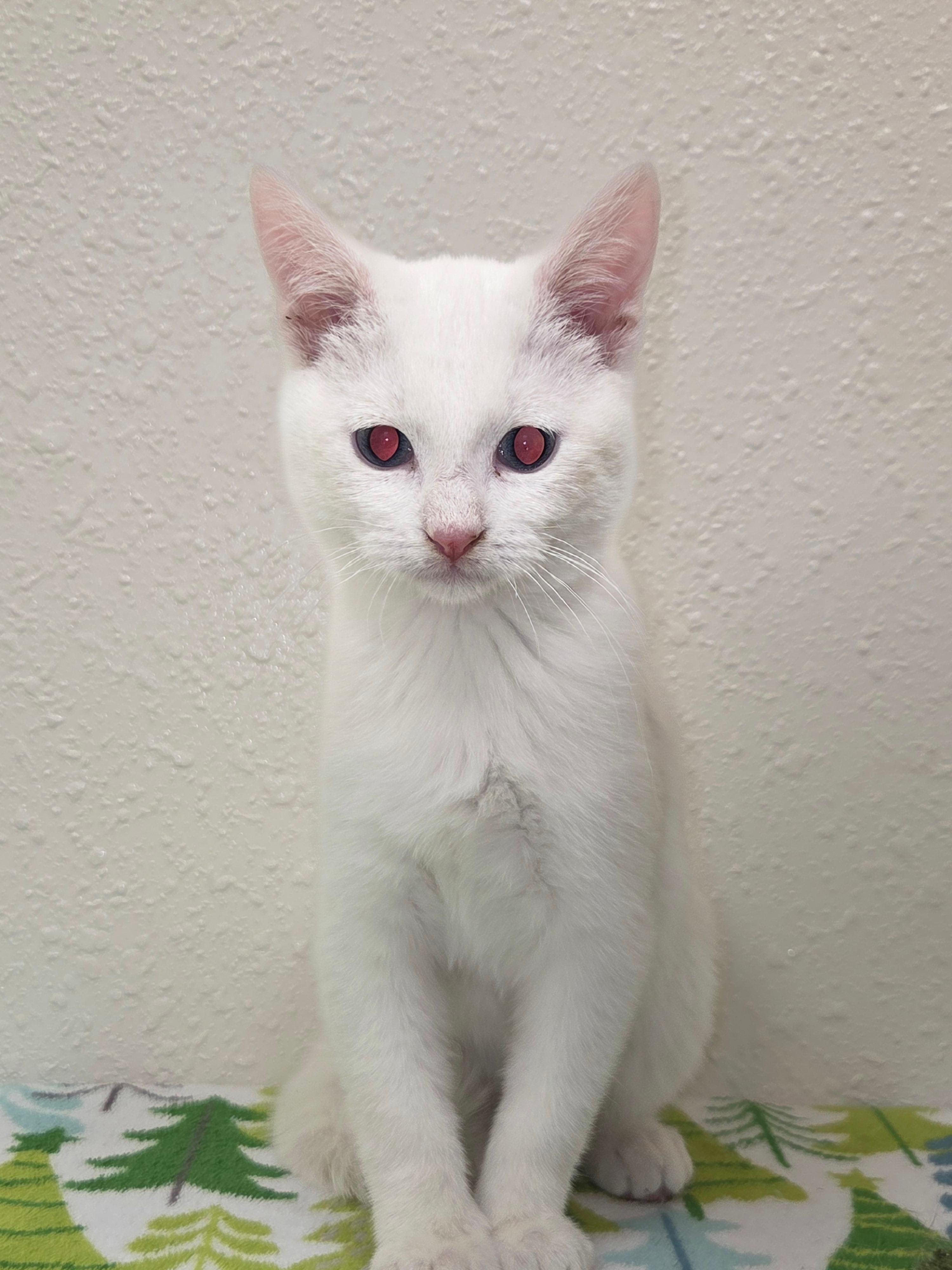 Enlarge Mortimer, an adopted Domestic Short Hair in Red Wing, MN image 2/3