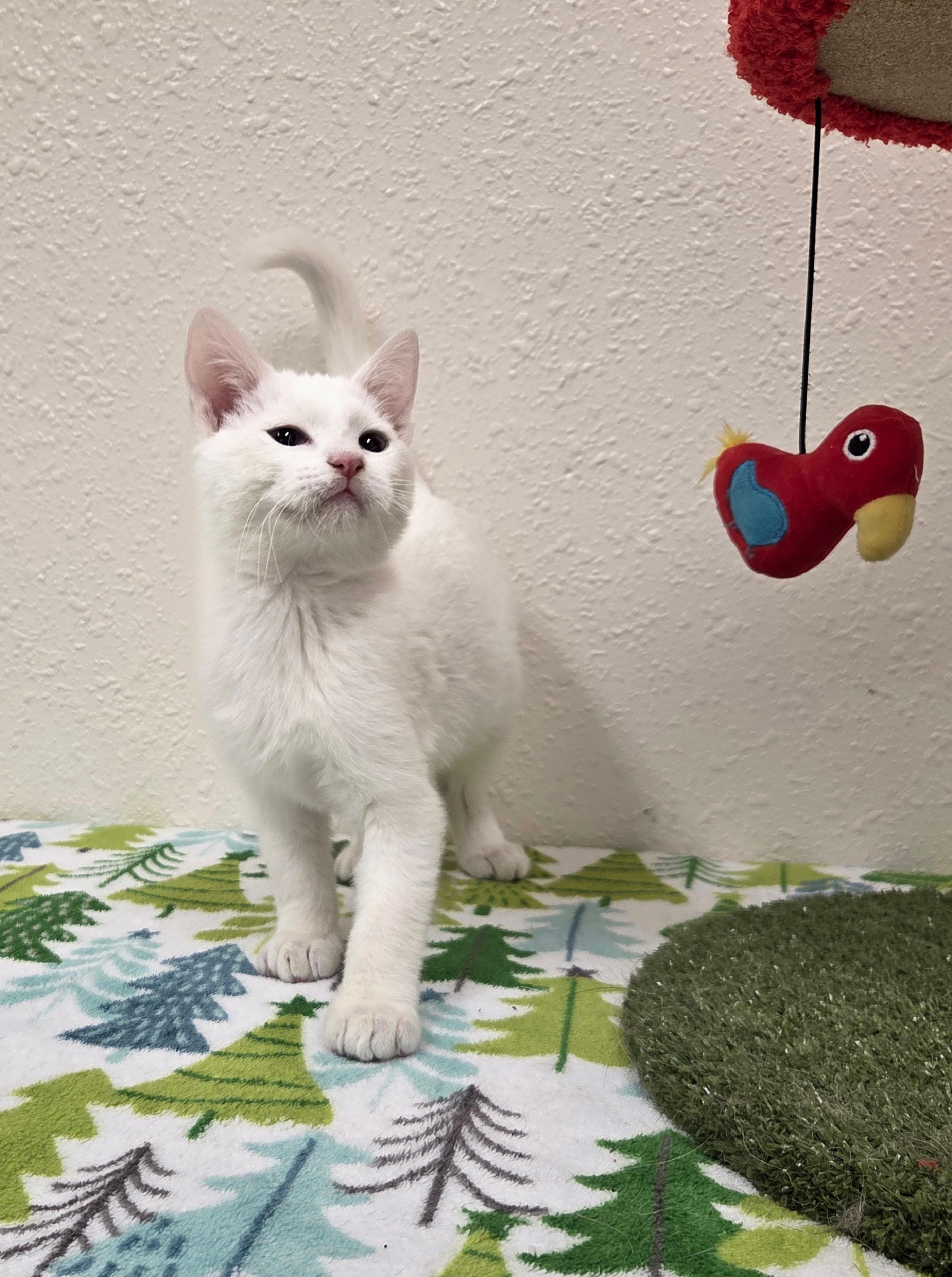 Mortimer, adopted, Kitten Male Domestic Short Hair.