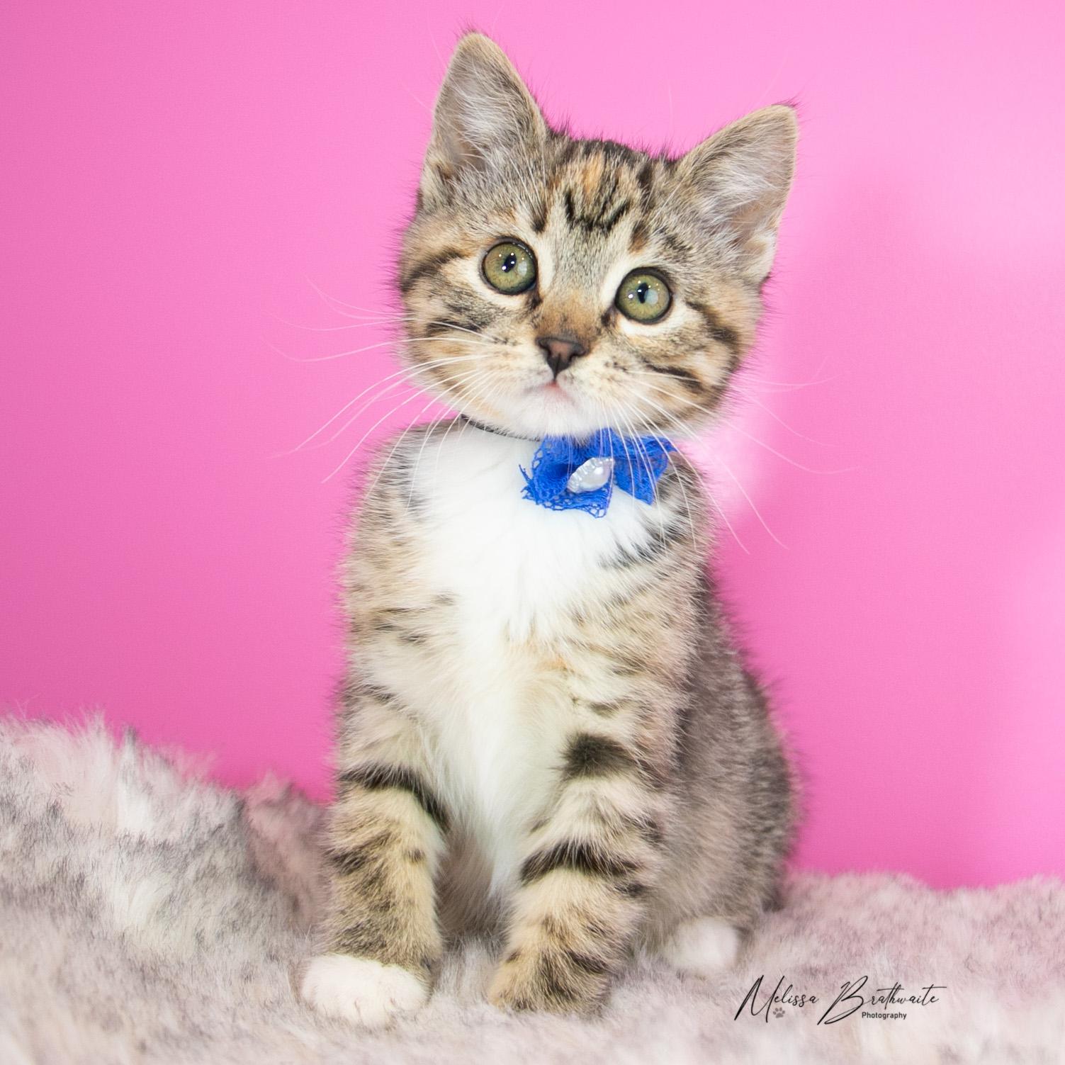 Enlarge Lizzie, a ADOPTABLE Torbie in Calgary, AB image 1/6