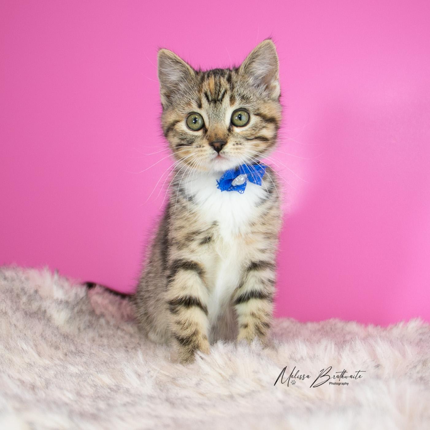 Enlarge Lizzie, a ADOPTABLE Torbie in Calgary, AB image 4/6