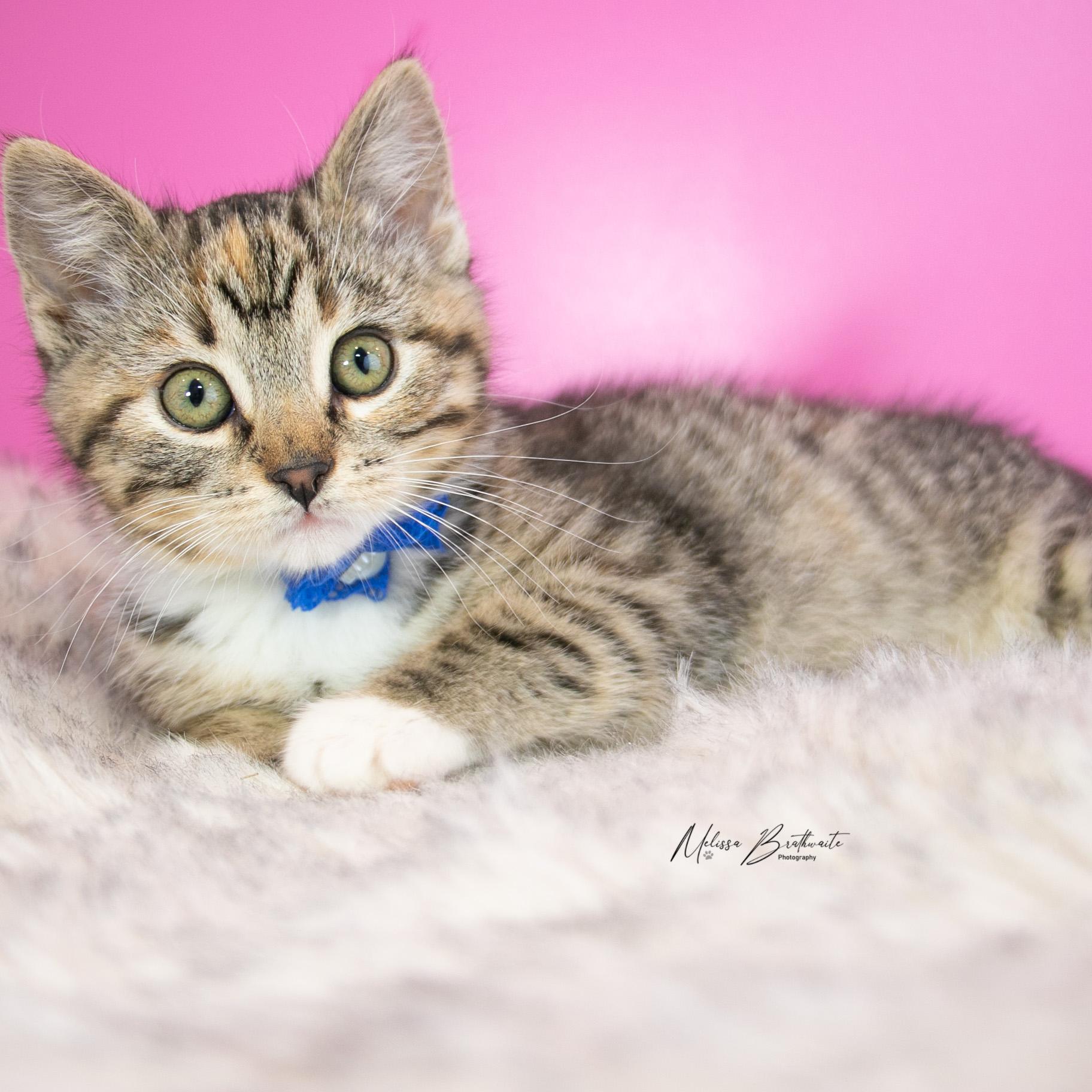 Enlarge Lizzie, a ADOPTABLE Torbie in Calgary, AB image 3/6