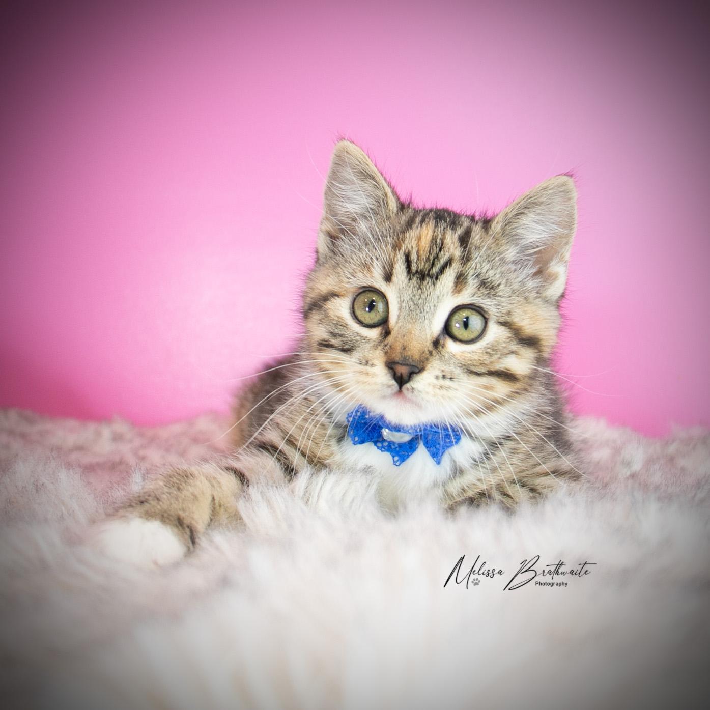 Enlarge Lizzie, a ADOPTABLE Torbie in Calgary, AB image 6/6