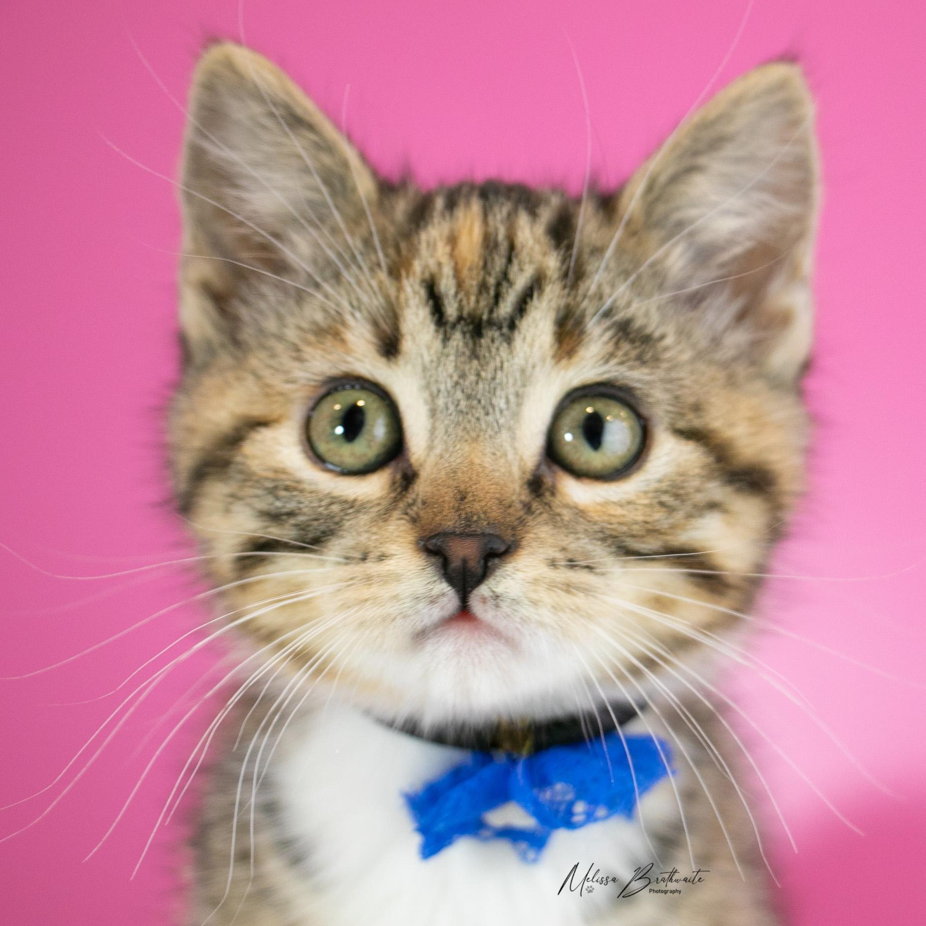 Enlarge Lizzie, a ADOPTABLE Torbie in Calgary, AB image 5/6