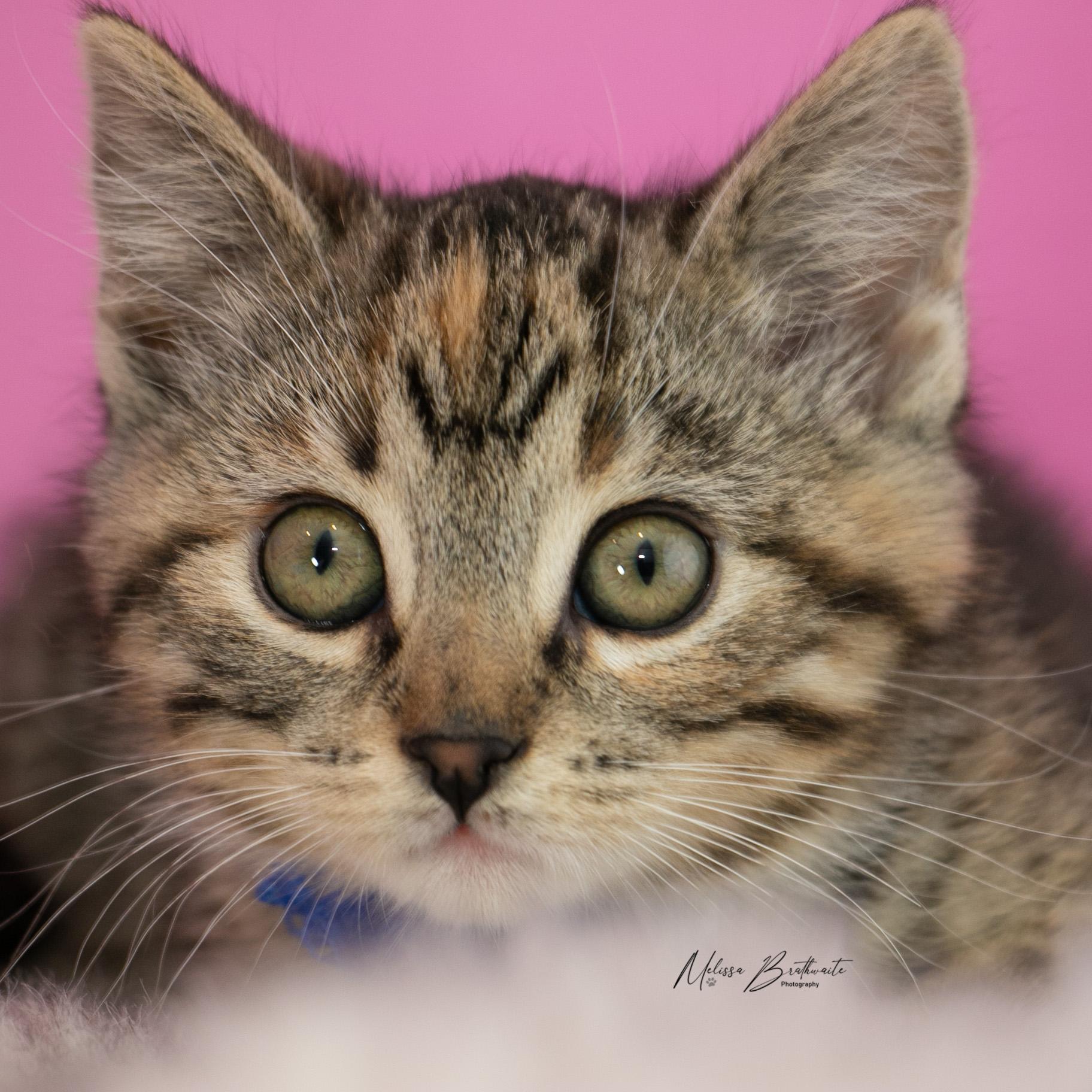 Enlarge Lizzie, a ADOPTABLE Torbie in Calgary, AB image 2/6