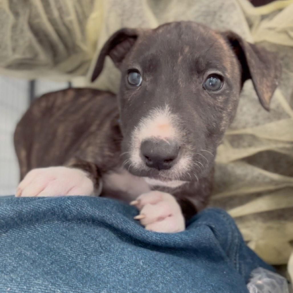 Billy CA, Adoptable, Puppy Male Terrier.