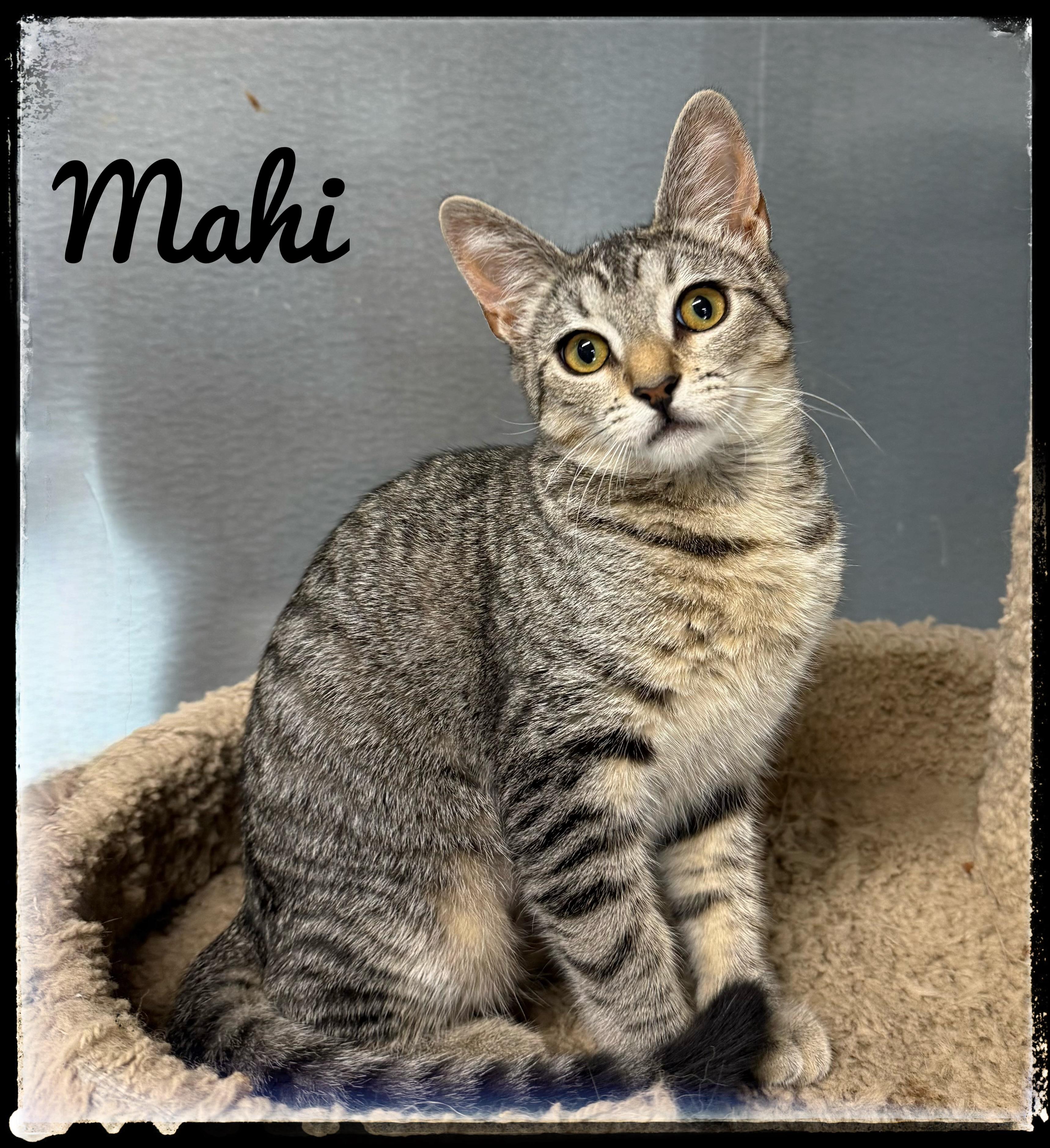 Mahi, Adoptable, Kitten Female Domestic Short Hair.