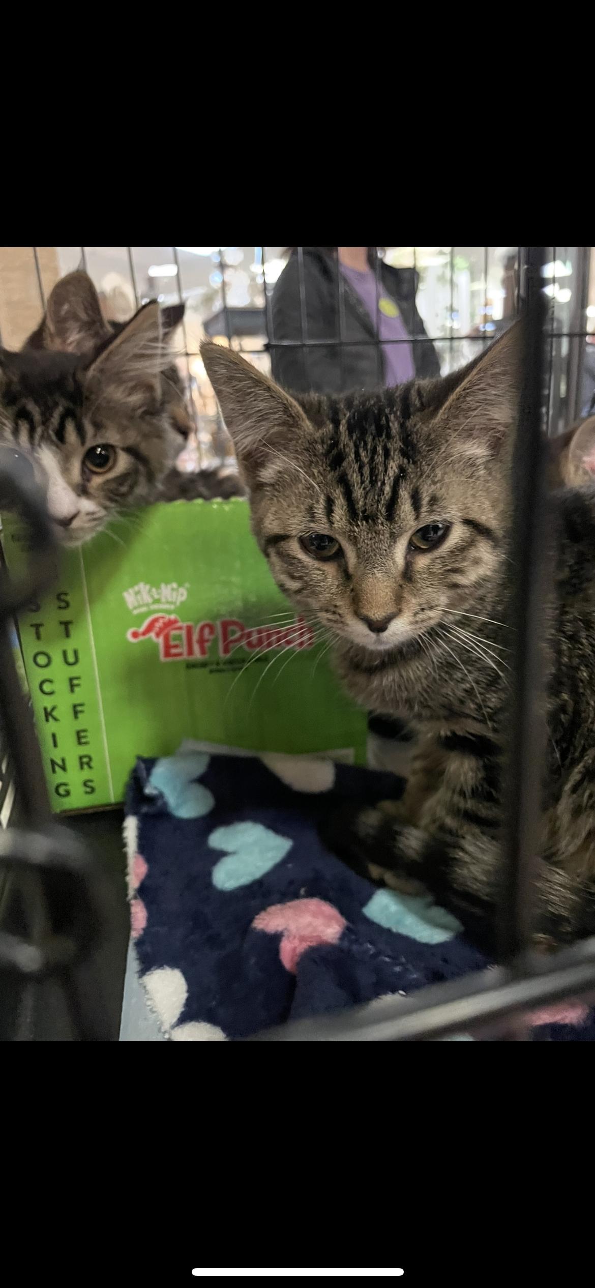 Enlarge Fitz, a ADOPTABLE mixed breed in Morgantown, WV image 2/2