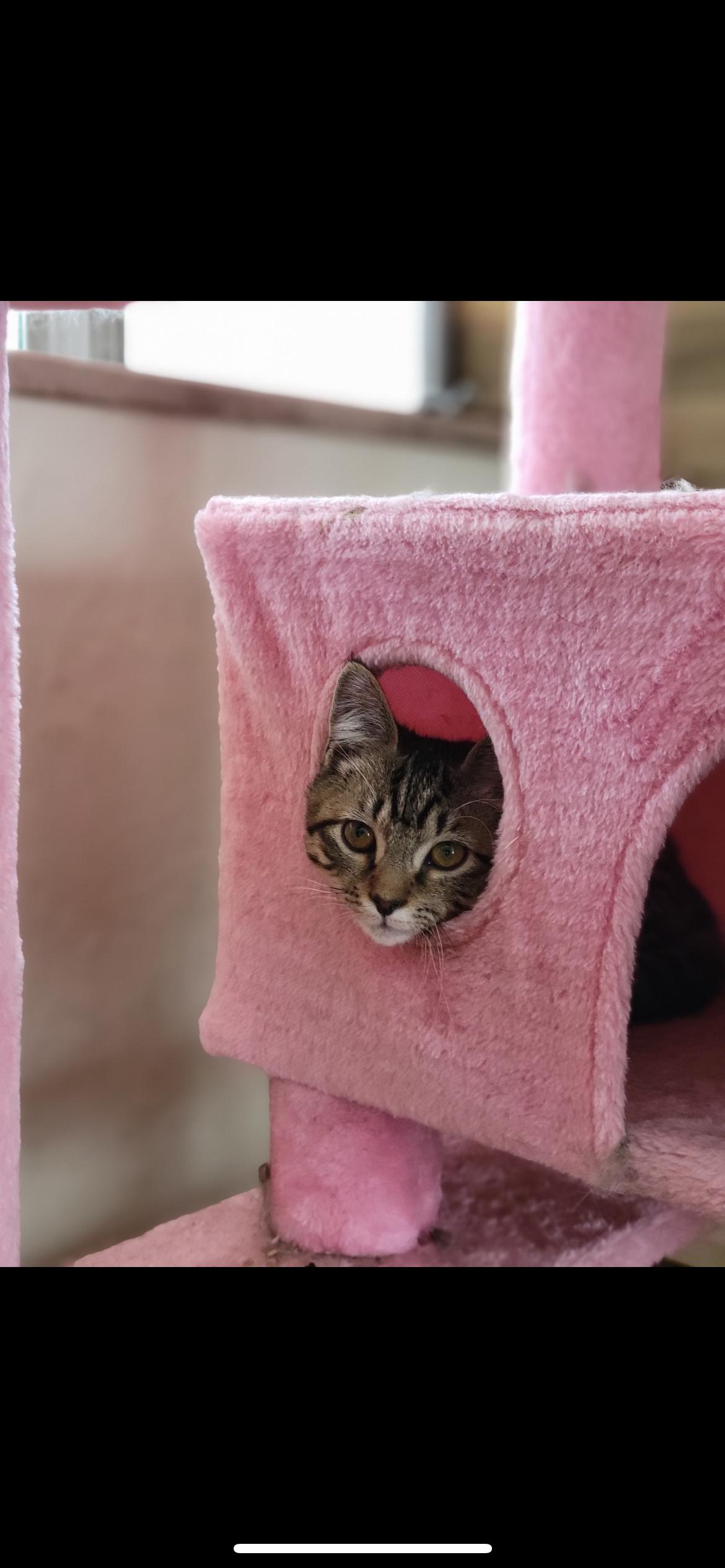 Fitz, ADOPTABLE, Kitten Female Domestic Short Hair.