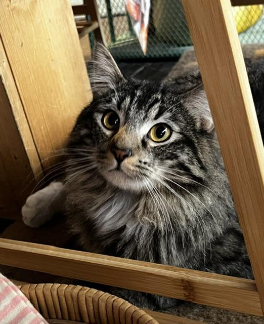 Link, a ADOPTABLE Domestic Long Hair in Denver, CO image 3/6