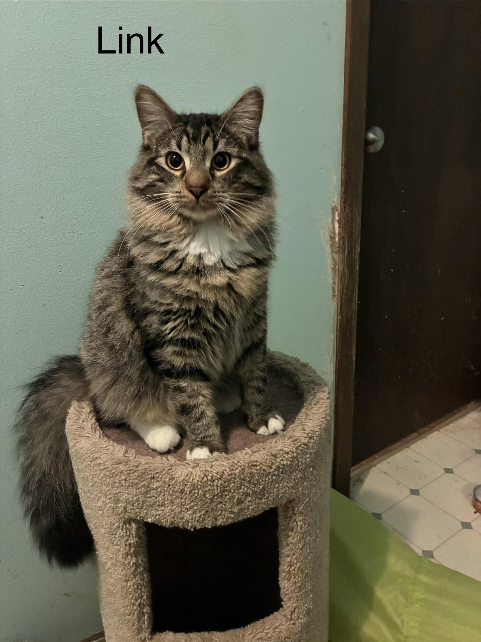 Link, a ADOPTABLE Domestic Long Hair in Denver, CO image 1/6