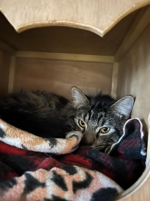 Link, a ADOPTABLE Domestic Long Hair in Denver, CO image 4/6