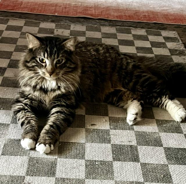 Link, a ADOPTABLE Domestic Long Hair in Denver, CO image 6/6