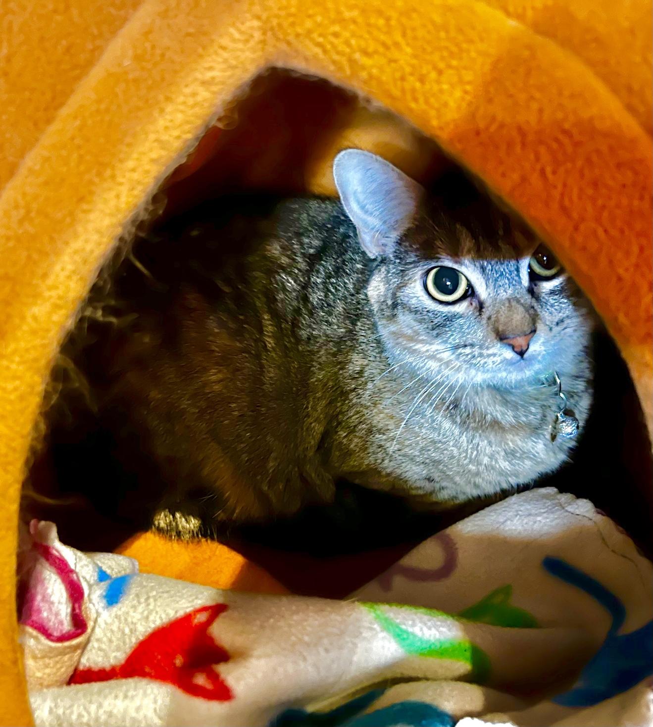 Link, a ADOPTABLE Domestic Long Hair in Denver, CO image 2/6