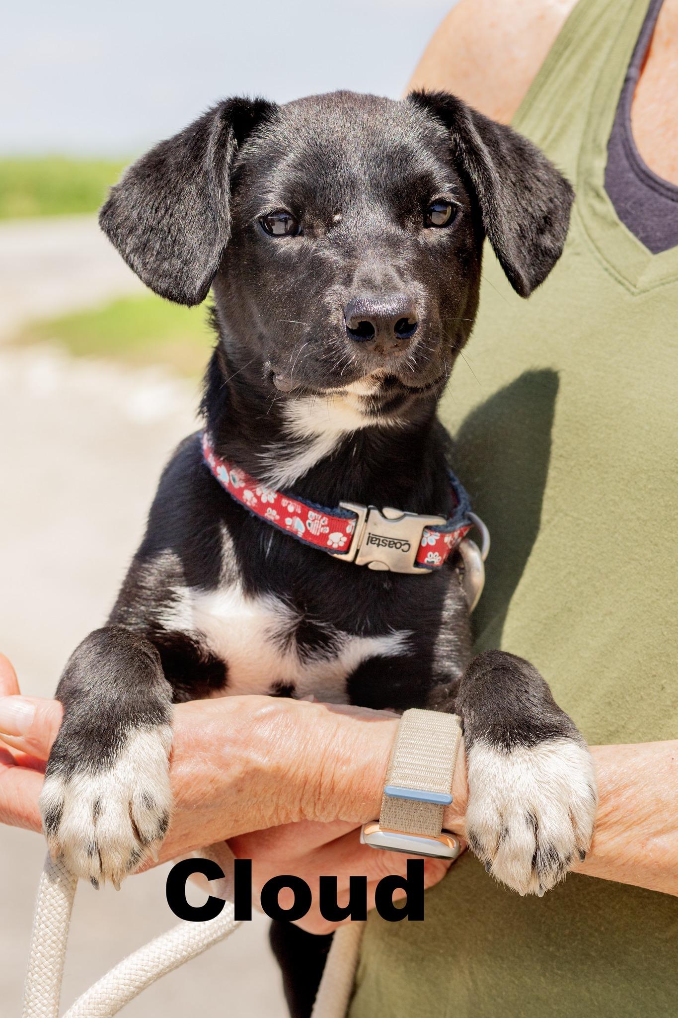 Cloud, ADOPTABLE, Young Male Mixed Breed.