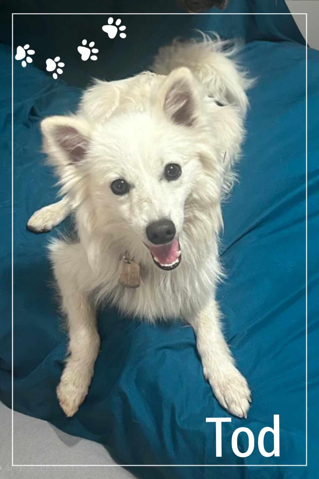 Enlarge Tod, a Adopted American Eskimo Dog image 1/5