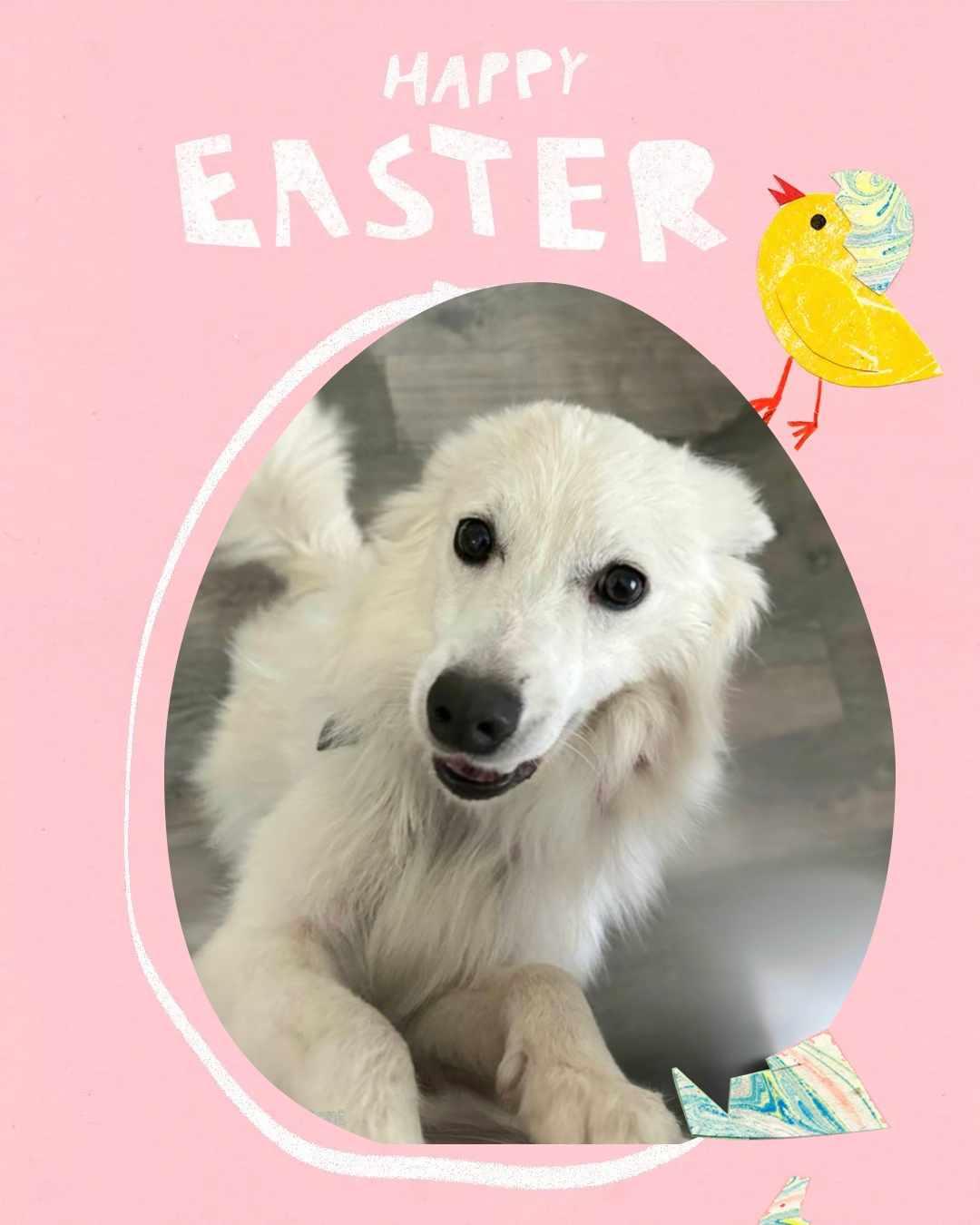 Enlarge Tod, a Adopted American Eskimo Dog image 2/5