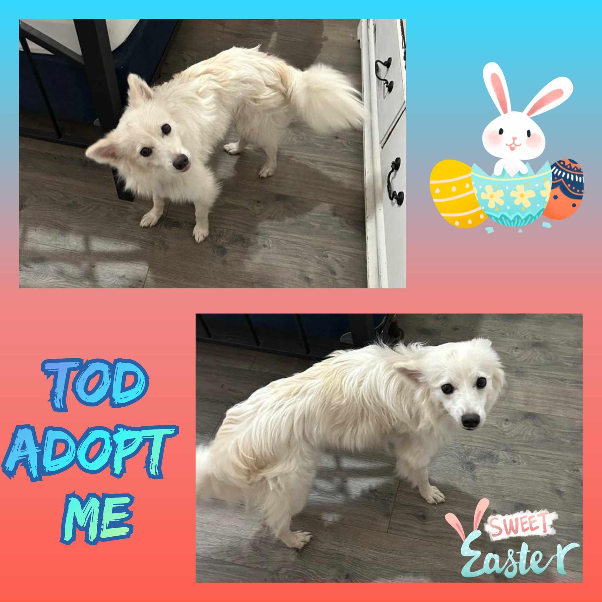 Enlarge Tod, a Adopted American Eskimo Dog image 3/5