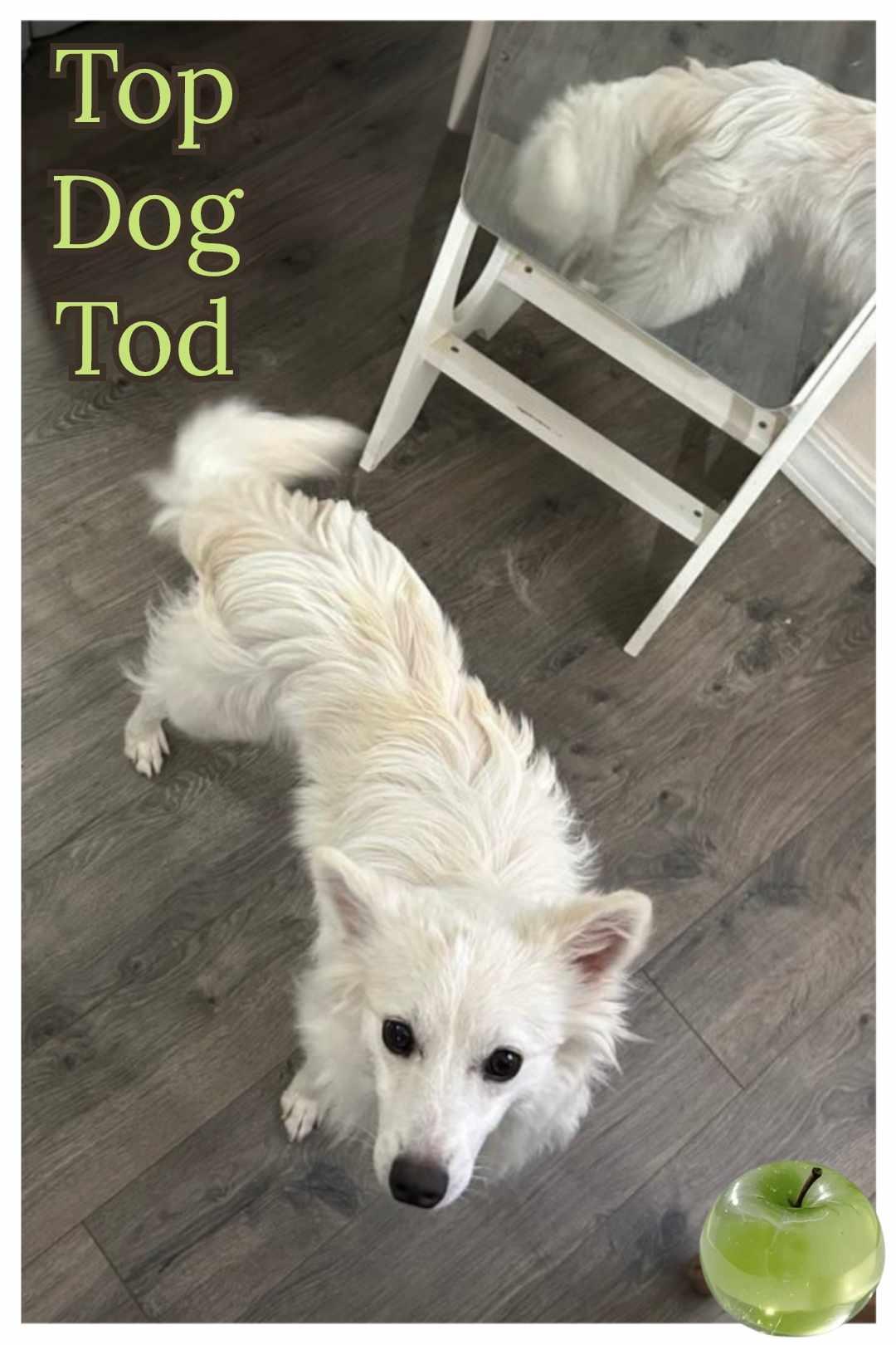 Tod, Adopted, Young Male American Eskimo Dog.
