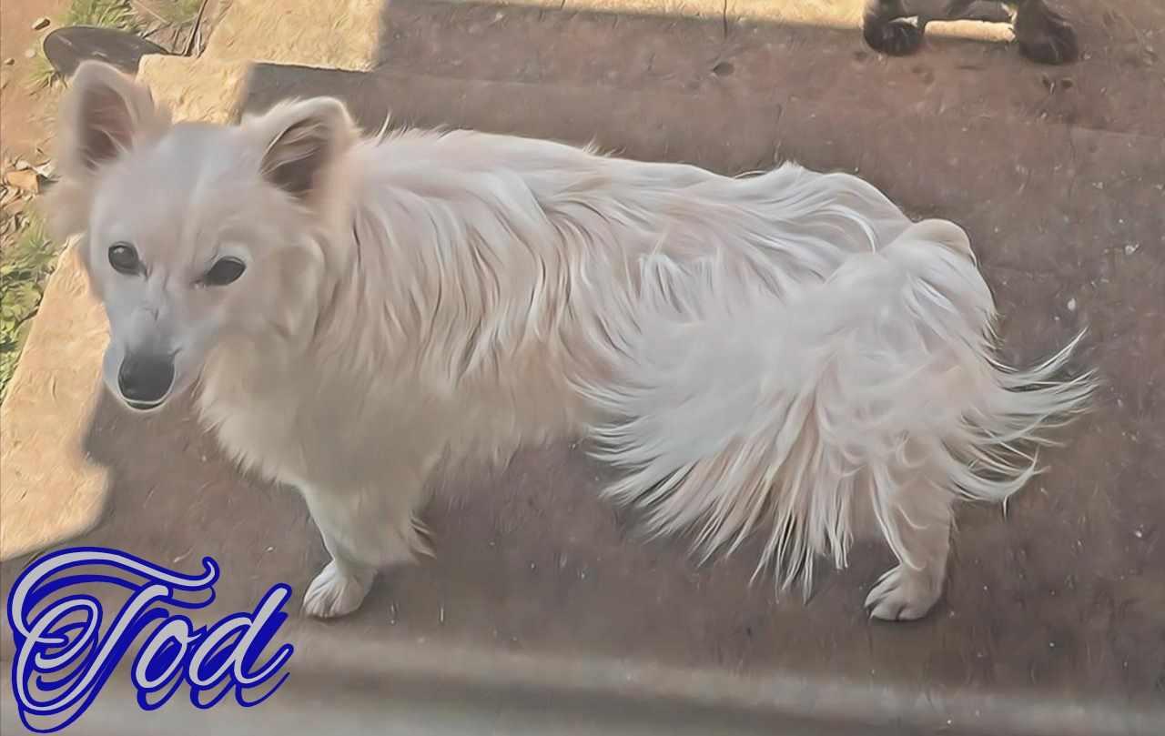 Enlarge Tod, a Adopted American Eskimo Dog image 5/5