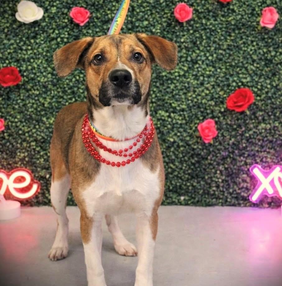 Enlarge Buck, a ADOPTABLE mixed breed in South Kingstown, RI image 1/1