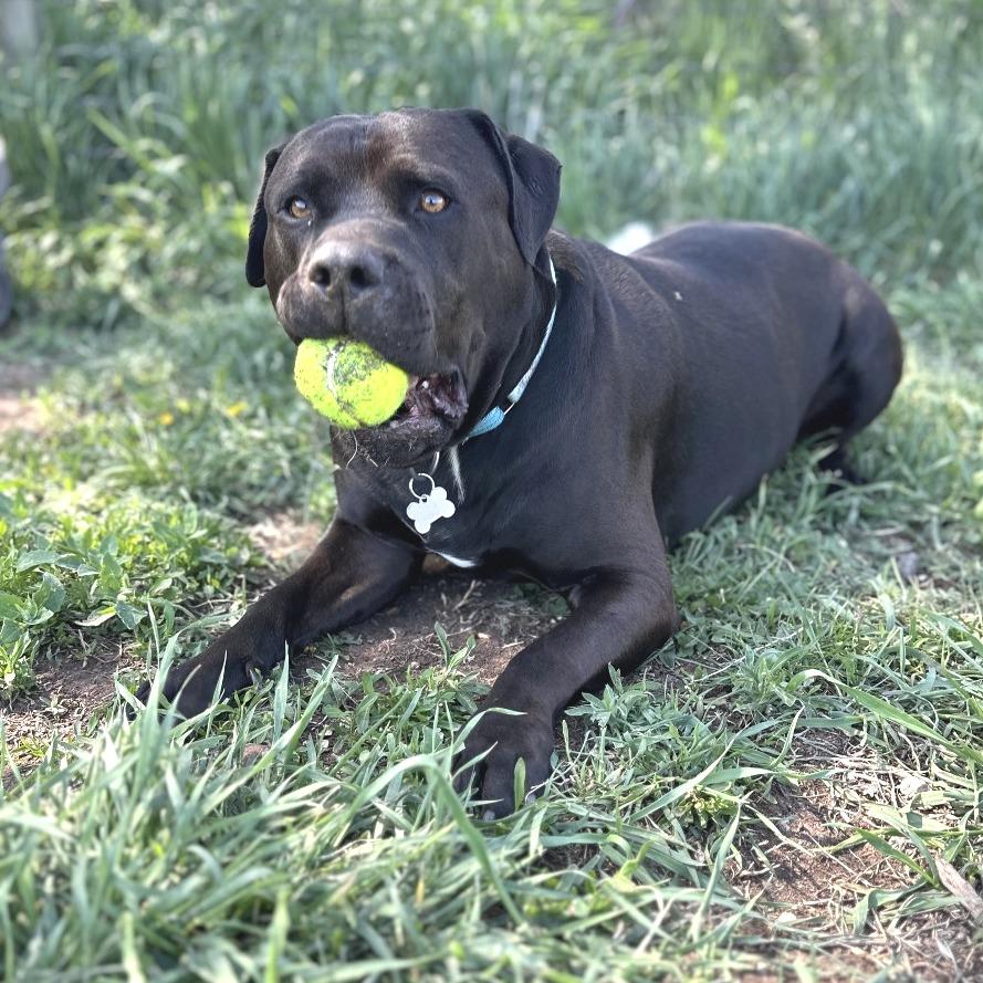 Axel, a Adoptable Mixed Breed in Glenwood Springs, CO image 1/5