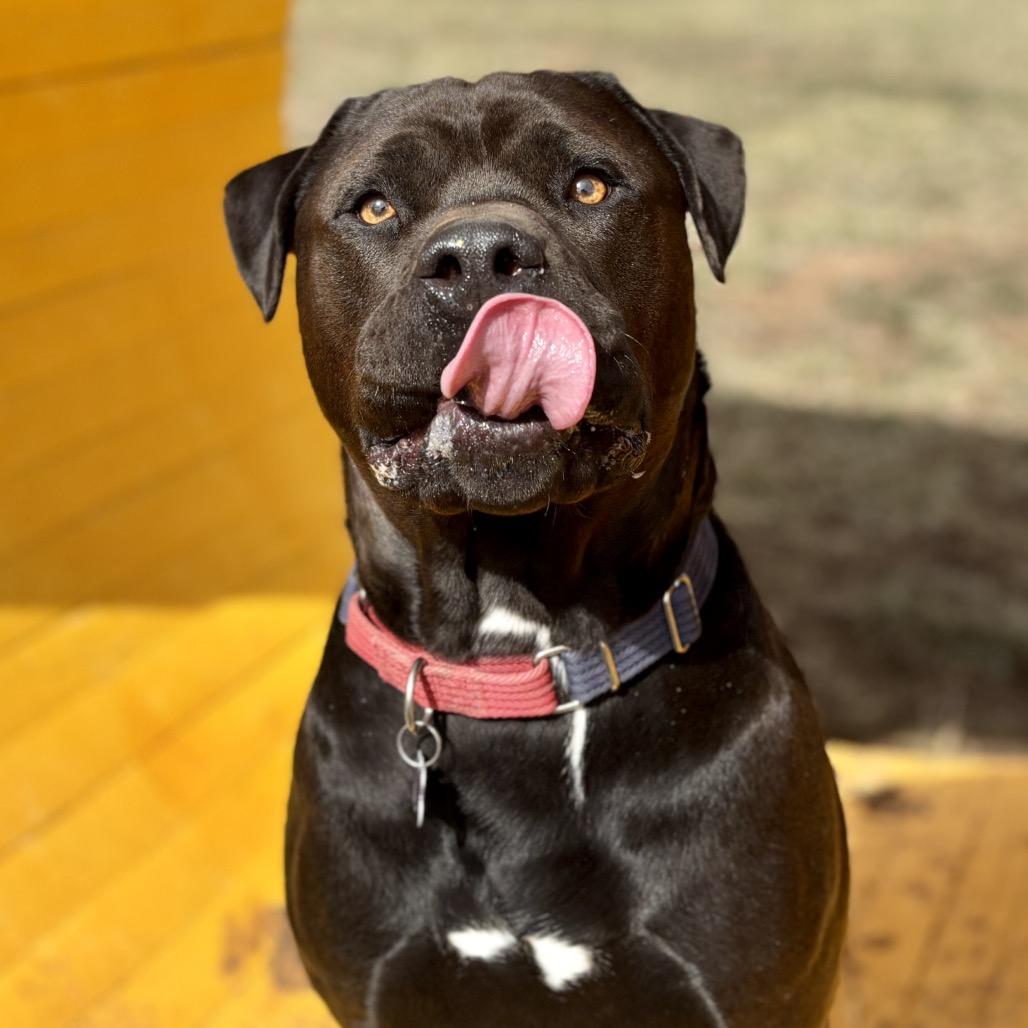 Axel, a Adoptable Mixed Breed in Glenwood Springs, CO image 2/5