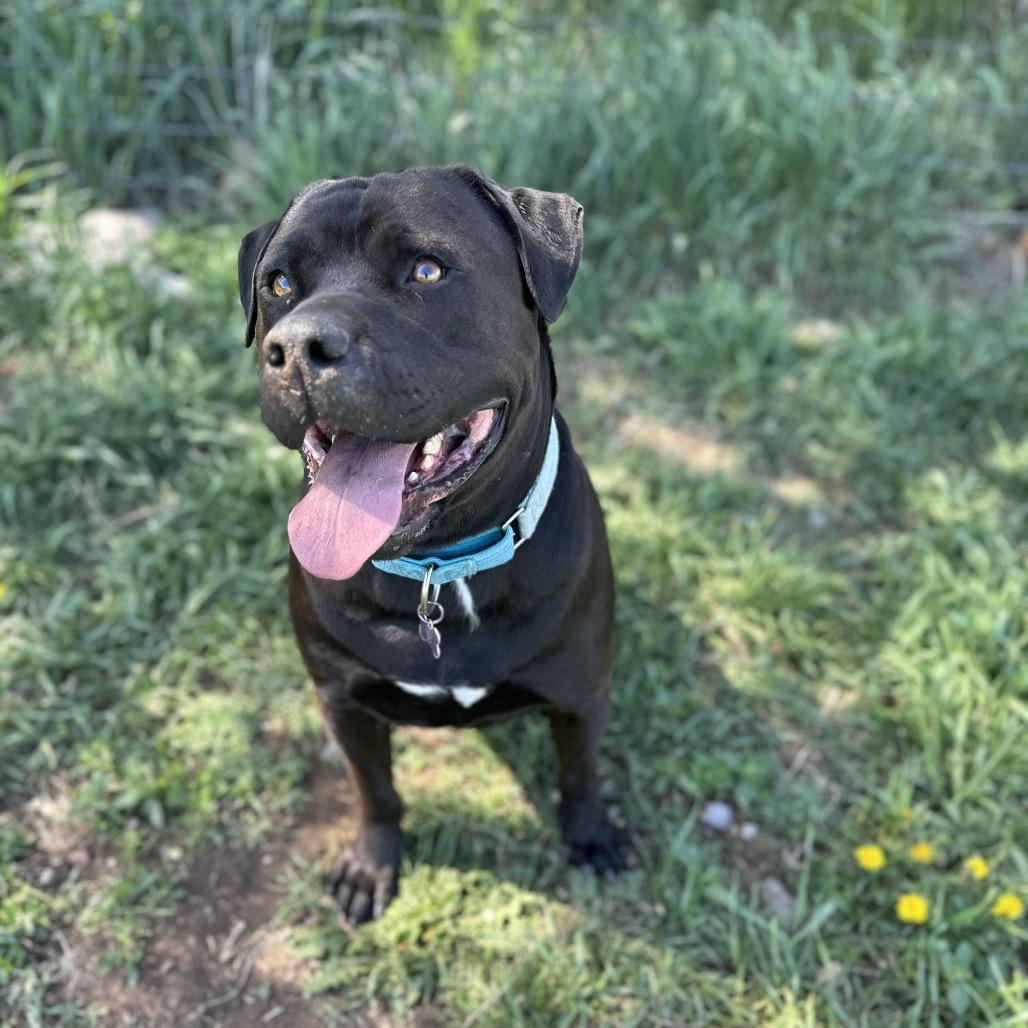 Axel, a Adoptable Mixed Breed in Glenwood Springs, CO image 3/5