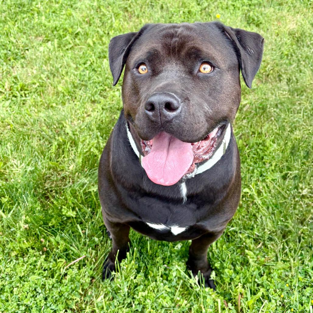 Axel, a Adoptable Mixed Breed in Glenwood Springs, CO image 4/5