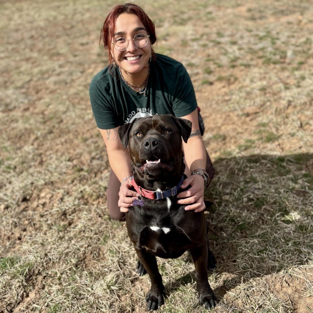 Axel, a Adoptable Mixed Breed in Glenwood Springs, CO image 5/5