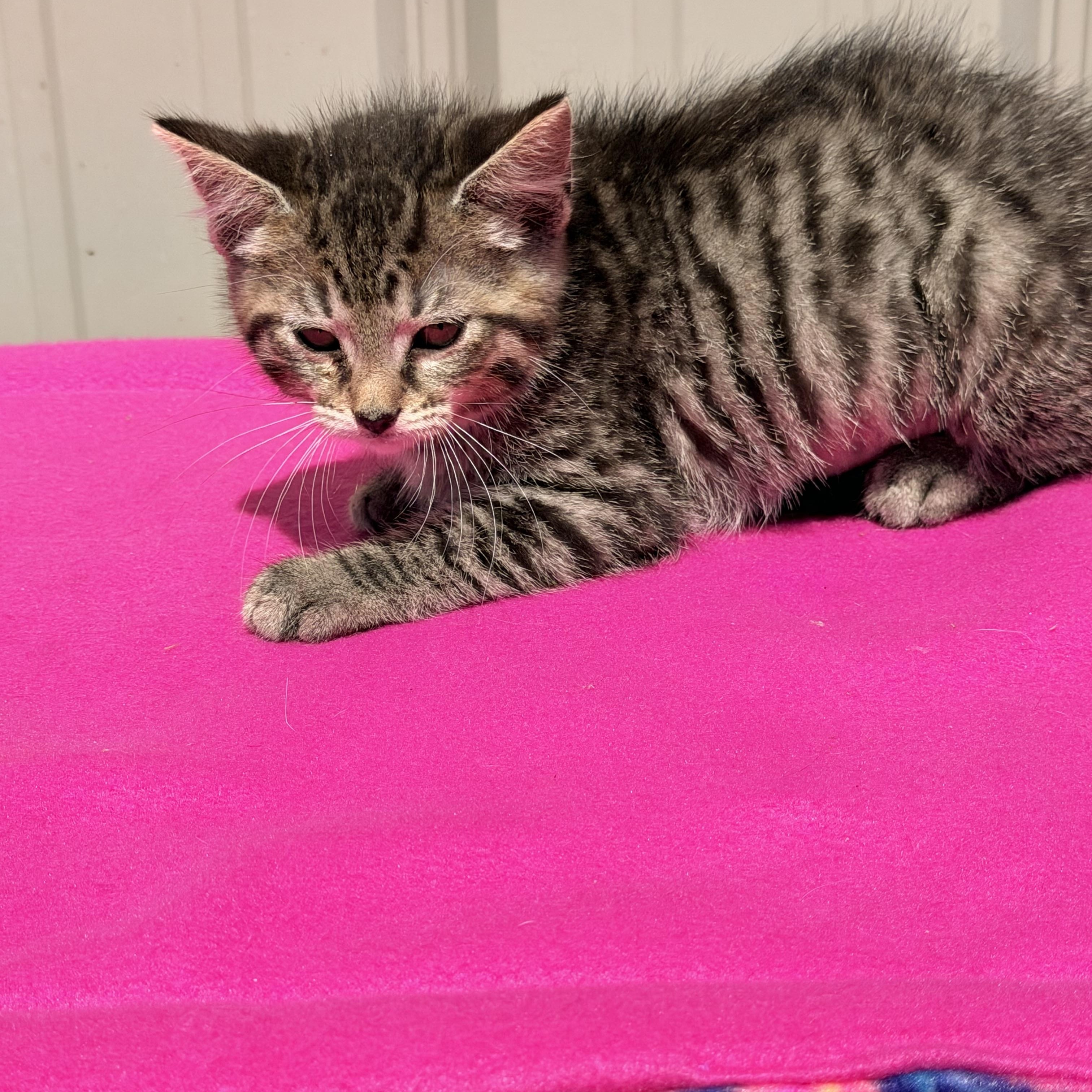 Lita, ADOPTABLE, Kitten Female Domestic Short Hair.